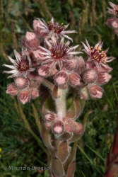 Immagine 3 di 3 - Sempervivum alpinum Griseb. & Schenk