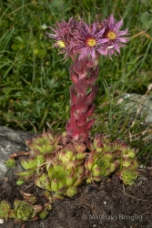 Immagine 2 di 4 - Sempervivum montanum L.