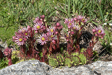 Immagine 5 di 5 - Sempervivum montanum L.