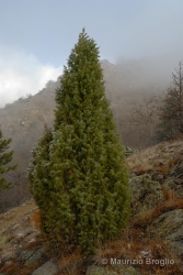 Immagine 2 di 9 - Juniperus communis L.