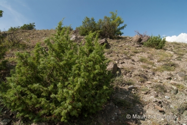 Immagine 3 di 9 - Juniperus communis L.