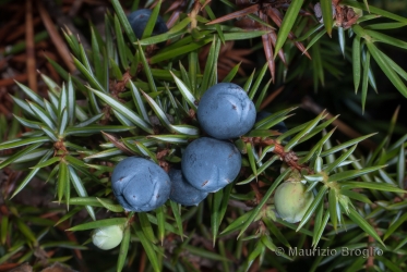 Immagine 4 di 9 - Juniperus communis L.
