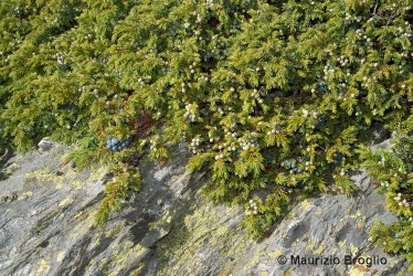 Immagine 7 di 9 - Juniperus communis L.