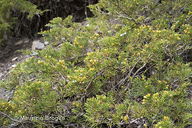 Immagine 5 di 8 - Juniperus sabina L.