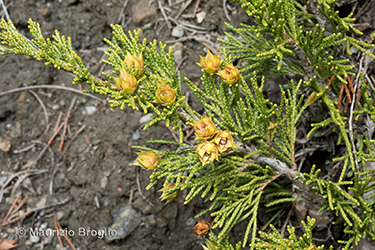 Immagine 6 di 8 - Juniperus sabina L.