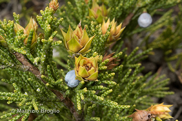 Immagine 7 di 8 - Juniperus sabina L.