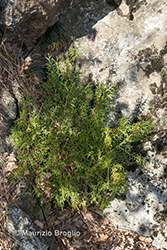 Immagine 3 di 5 - Platycladus orientalis (L.) Franco 