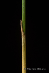 Immagine 8 di 8 - Trichophorum cespitosum (L.) Hartm.