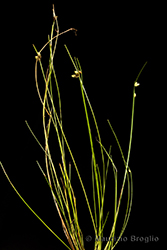 Immagine 2 di 6 - Isolepis setacea (L.) R.Br.