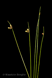 Immagine 3 di 6 - Isolepis setacea (L.) R.Br.