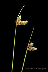 Immagine 4 di 6 - Isolepis setacea (L.) R.Br.