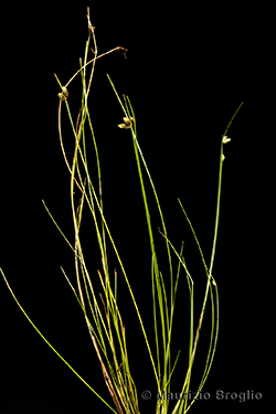 Isolepis setacea (L.) R.Br.