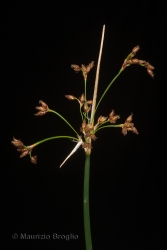 Immagine 2 di 3 - Schoenoplectus lacustris (L.) Palla