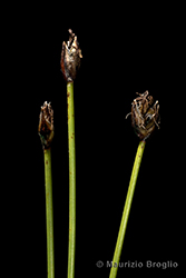 Immagine 3 di 8 - Eleocharis quinqueflora (Hartmann) O. Schwarz