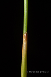 Immagine 5 di 8 - Eleocharis quinqueflora (Hartmann) O. Schwarz