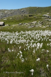 Immagine 1 di 3 - Eriophorum latifolium Hoppe