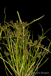 Immagine 1 di 5 - Cyperus fuscus L.