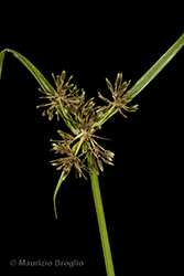 Immagine 3 di 5 - Cyperus fuscus L.
