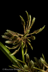 Immagine 4 di 5 - Cyperus fuscus L.
