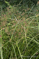 Immagine 1 di 7 - Cyperus longus L.