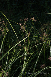 Immagine 2 di 7 - Cyperus longus L.