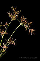 Immagine 5 di 7 - Cyperus longus L.