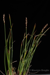 Immagine 3 di 4 - Carex myosuroides Vill.