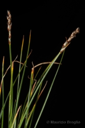 Immagine 4 di 4 - Carex myosuroides Vill.