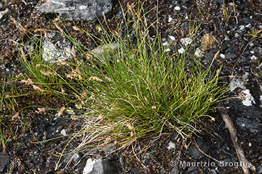 Immagine 1 di 6 - Carex davalliana Sm.