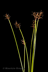 Immagine 3 di 6 - Carex davalliana Sm.