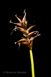 Immagine 4 di 6 - Carex davalliana Sm.