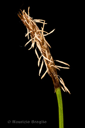 Immagine 6 di 6 - Carex davalliana Sm.
