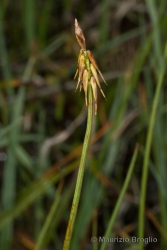 Immagine 1 di 3 - Carex microglochin Wahlenb.