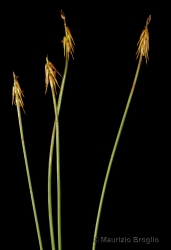 Immagine 2 di 3 - Carex microglochin Wahlenb.