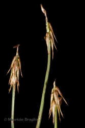 Immagine 3 di 3 - Carex microglochin Wahlenb.