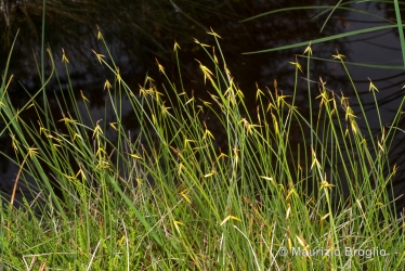 Immagine 1 di 4 - Carex pauciflora Lightf.