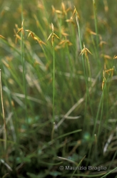 Immagine 2 di 4 - Carex pauciflora Lightf.