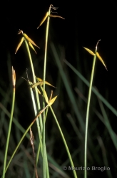 Immagine 4 di 4 - Carex pauciflora Lightf.