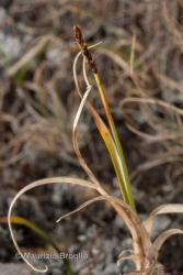 Immagine 1 di 2 - Carex rupestris All.