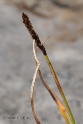 Immagine 2 di 2 - Carex rupestris All.