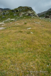 Immagine 1 di 5 - Carex curvula All.