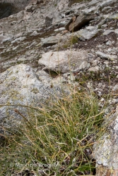 Immagine 4 di 5 - Carex curvula All.