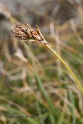Immagine 5 di 5 - Carex curvula All.