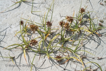 Immagine 2 di 4 - Carex maritima Gunnerus