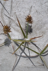 Immagine 3 di 4 - Carex maritima Gunnerus