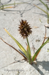 Immagine 4 di 4 - Carex maritima Gunnerus
