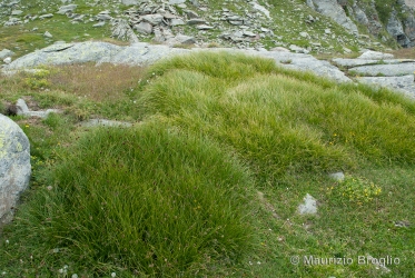 Immagine 1 di 6 - Carex foetida All.
