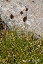 Immagine 2 di 6 - Carex foetida All.