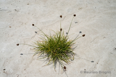 Immagine 3 di 6 - Carex foetida All.