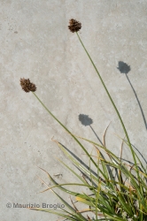 Immagine 4 di 6 - Carex foetida All.